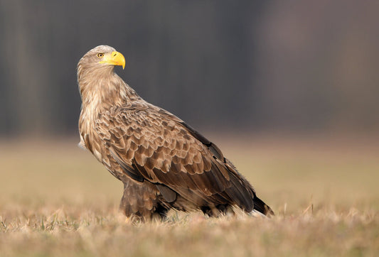 Poland's National Animal: The Legend of the White Eagle Explained